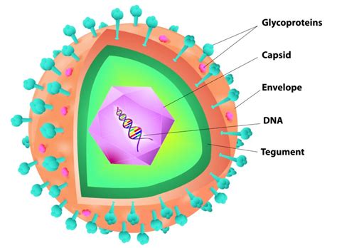 Viruses and how they work from the food industry experts at Techni-K