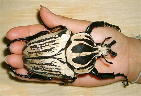 Goliath Beetle : World's largest Beetle on Earth | Most Unbelievable ...