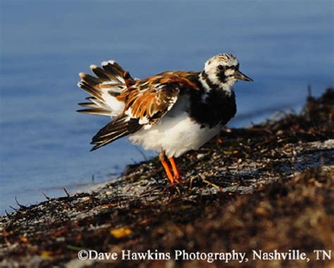 Ruddy Turnstone, Arenaria interpres, Information and Images