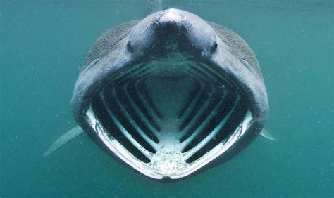 Basking shark