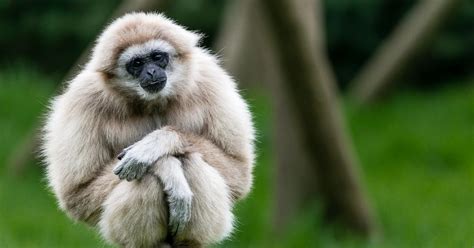 The best collection of Gibbon facts