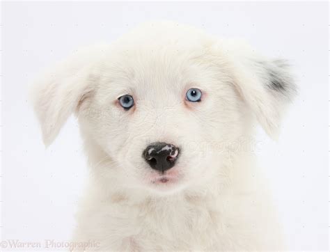 Dog: Mostly white Border Collie pup photo WP35401