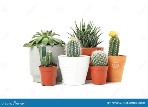 Group of Succulent Plants Isolated on Background Stock Image - Image of ...