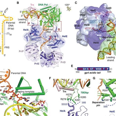 Architecture of T7 replisome. (A) Representative 2D-classified ...