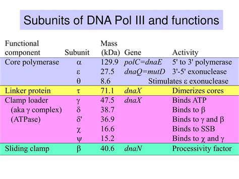 PPT - DNA polymerase III PowerPoint Presentation, free download - ID ...