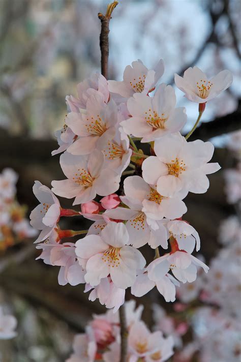 cherry blossom - Wiktionary, the free dictionary