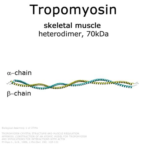 Tropomyosin (skeletal muscle), 1.0 mg | HYPERMOL®