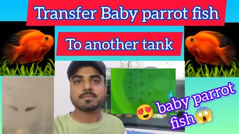 Transfer my baby parrot fish in another tank - YouTube