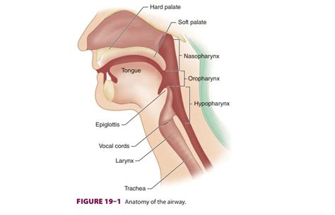 Airway Management: Anatomy