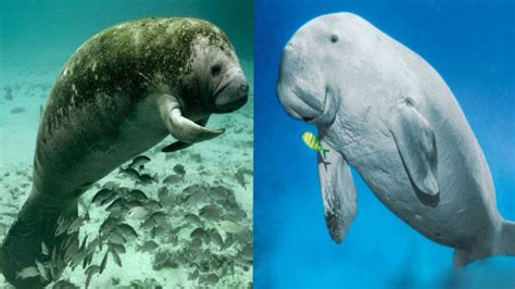 How To Tell the Difference Between a Manatee & a Dugon - Belize Budget ...