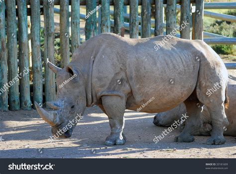 An Endangered Grey Rhino Stock Photo 33181609 : Shutterstock