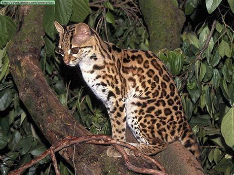 Lynxs and ocelots photos