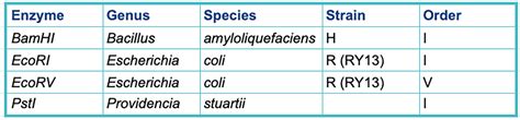 Restriction Enzymes - Snapgene