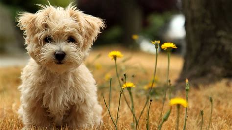 10 Greatest cute wallpaper of dogs You Can Get It For Free - Aesthetic ...