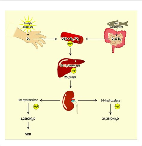 | Simplified diagram of the different stages of vitamin D synthesis and ...