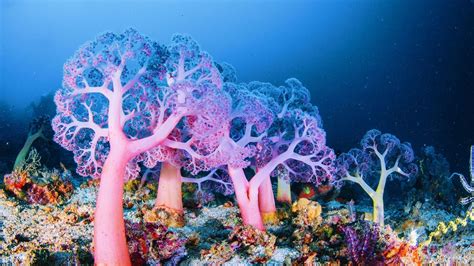 How Deep-Sea Coral Reefs Protect Marine Biodiversity | LIVEKINDLY