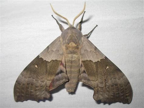 Western Poplar Sphinx Moth (Audubon Kern River Preserve) · iNaturalist