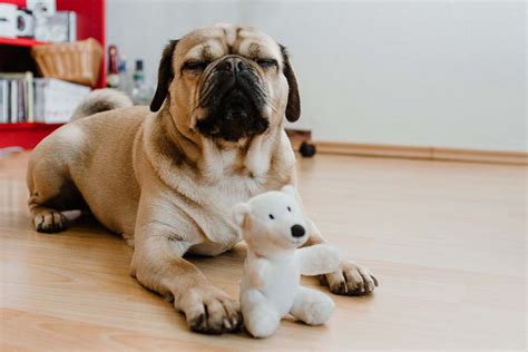 Puggle Pros and Cons • helloBARK!