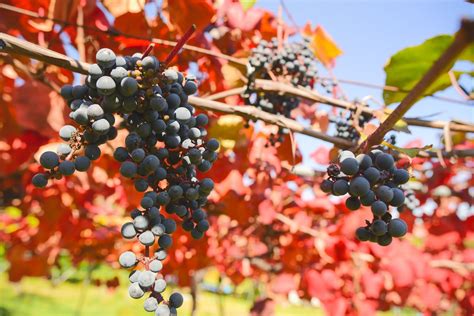 Fruit picking – Jozankei Tourist Association Official Website