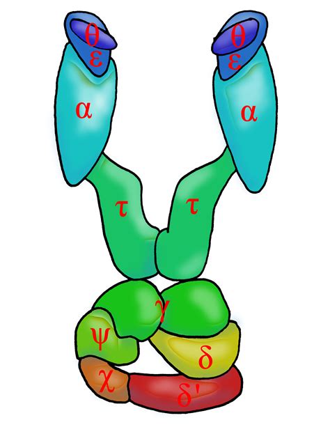 File:DNA polymerase III (with subunits).jpg - Wikimedia Commons