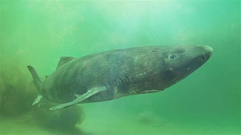 Greenland Shark May Be the Longest Living Vertebrate at 512 Years Old ...