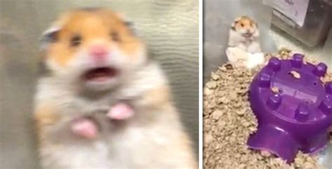 Scared hamster meme: Where did it actually come from and is it real?