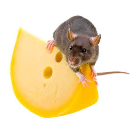 Rat Eating Cheese Stock Photos, Pictures & Royalty-Free Images - iStock