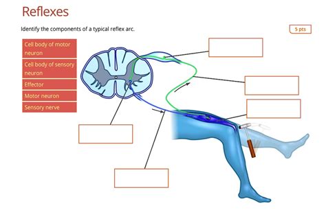 Reflexes Identify the components of a typical reflex arc 5 pts Cell ...