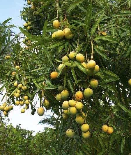 Budidaya Buah Mangga - Tanaman Buah | Budidaya