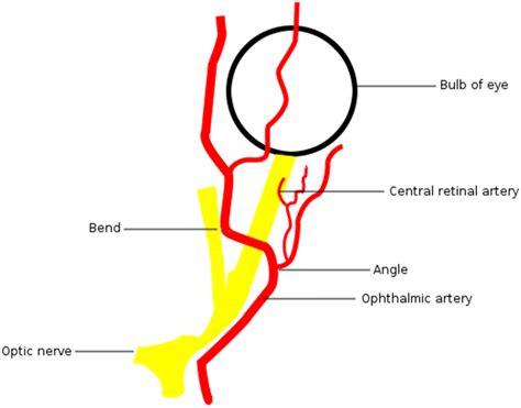 Retinal Artery