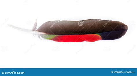 Toucan feather close up stock photo. Image of yellow - 95300464