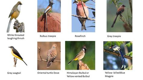 Indian Birds - Types, Name and Images - SaralStudy