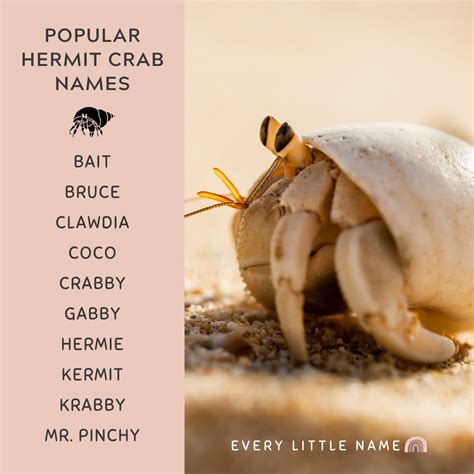 150+ Best Hermit Crab Names (Cute, Funny, and Cool Ideas) - Every ...