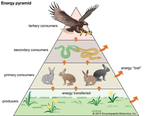 How Many Trophic Levels Are in the Following Food Chain