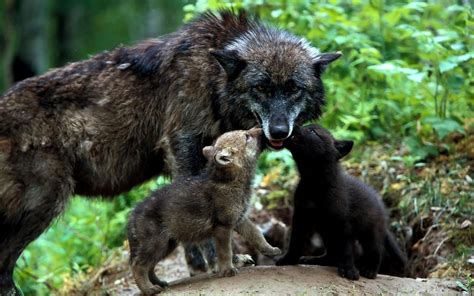 Wallpaper Black wolf, cubs, family 2880x1800 HD Picture, Image