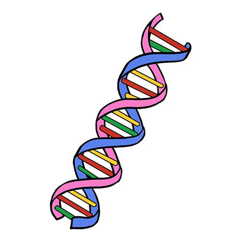 How to Draw DNA - Really Easy Drawing Tutorial