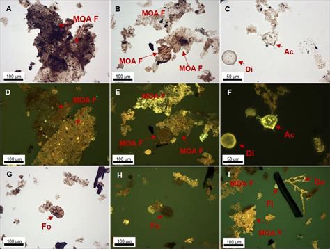 Main groups of kerogen present in the Cabaços Formation in transmitted ...