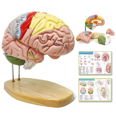 Buy 2023 Newest Human Brain Model for Neuroscience Teaching with Labels ...