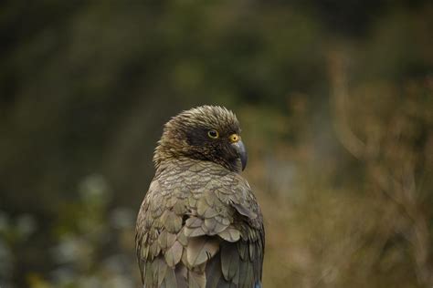 The Infamous Kea Parrot of New Zealand Photograph by Mikey Parsons