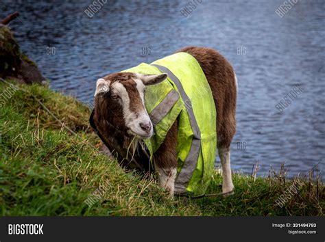 Hilarious Funny Goat Image & Photo (Free Trial) | Bigstock