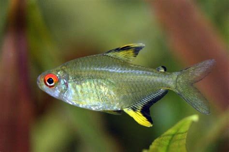 31 Amazing Types Of Tetra Species (The Complete List)