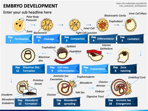 Embryo Development PowerPoint and Google Slides Template - PPT Slides