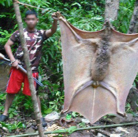 Shocking News! Phenomenal Giant Bat in the Philippines Sparks Panic ...