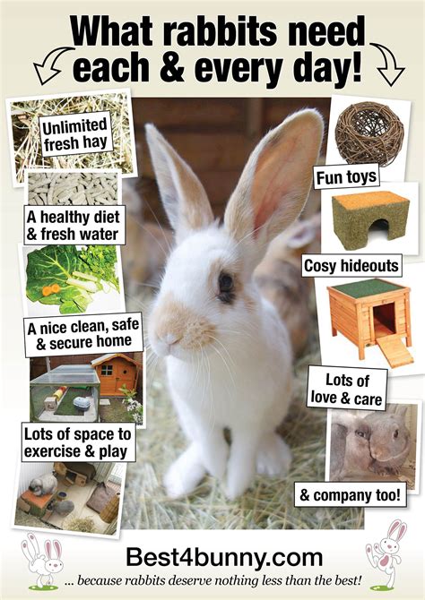 What rabbits need each & every day! www.best4bunny.com | Pet bunny ...