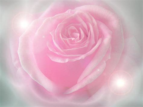 Light Pink Roses Wallpapers - Top Free Light Pink Roses Backgrounds ...