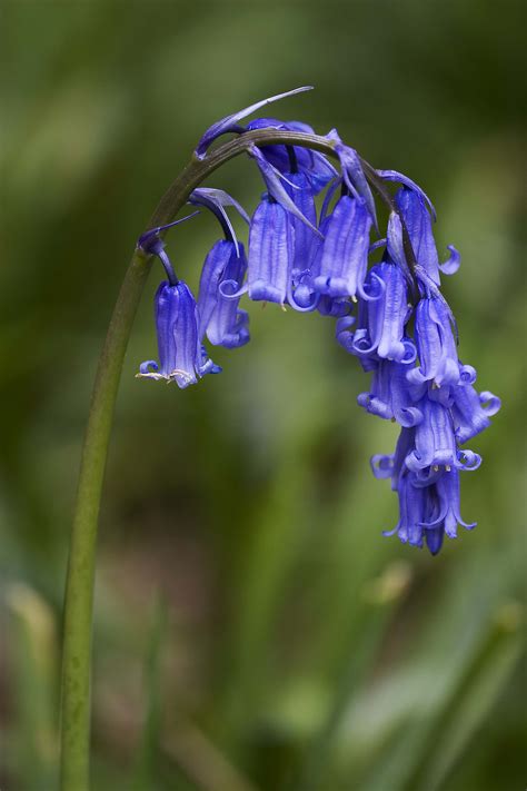 File:Hyacinthoides non-scripta (Common Bluebell).jpg - Wikimedia Commons