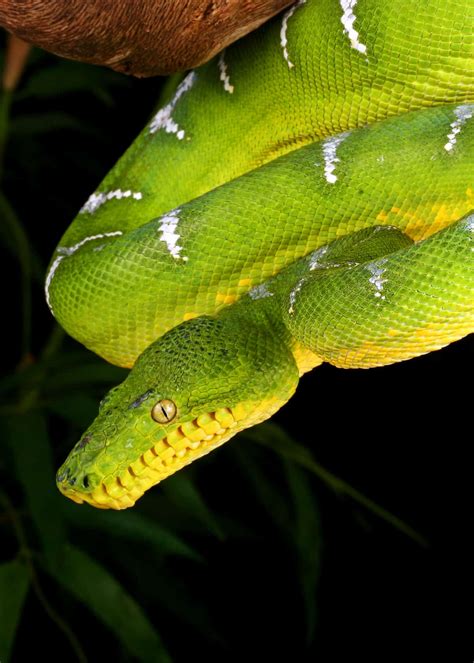 46 Emerald Tree Boa Facts: Both Species Guide (Jewel of the Amazon ...