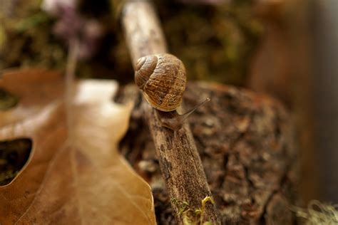 How to Make a Snail Habitat - Woodlark Blog