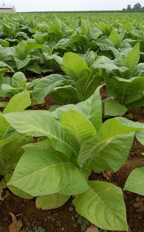 File:Nicotiana Tobacco Plants 1909px.jpg - Wikipedia