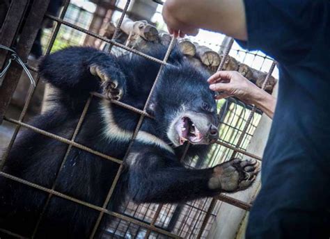 Myanmar Animal Shelter Uses Buddhist Chants to Soothe Stray Dogs ...